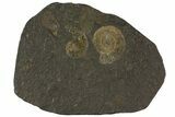 Dactylioceras Ammonite Cluster - Posidonia Shale, Germany #79320-1